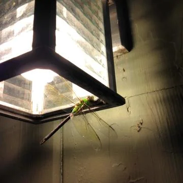 Dragonfly Lantern Stock Photos