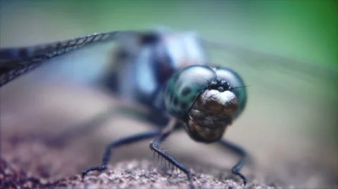 DragonFly in Laos Stock Footage 40680373
