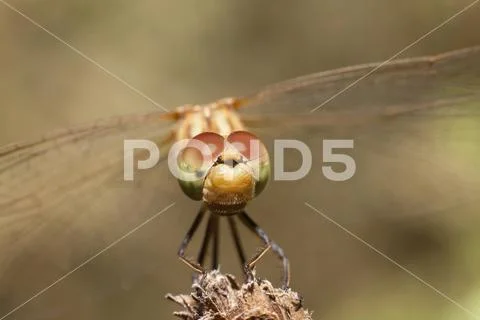 Dragonfly with large eyes insect macro Stock Photos