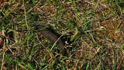 Dragonfly larva crawling on the grass. 動画素材 156999842