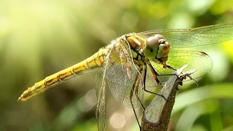 A dragonfly larva eats - macro shooting. Stock-Footage 78674658