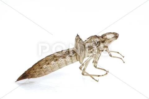 Dragonfly larval skin Stock Photos