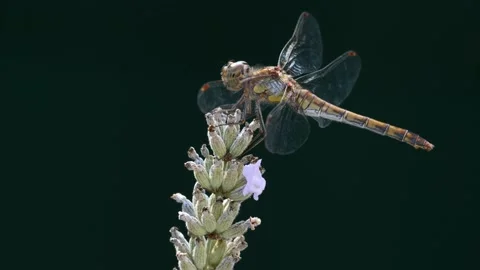 Dragonfly on Lavender (2) [4K50p] Video stock 131156983