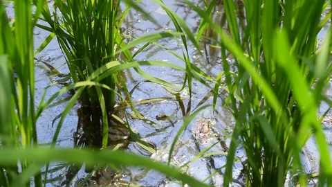 Dragonfly lay eggs on water of paddy field Stock Footage 90343579