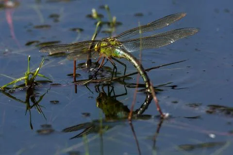 Dragonfly laying eggs 库存照片
