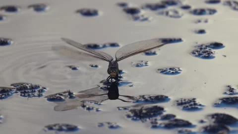 Dragonfly Laying Eggs In Pond Stock Footage 193386569