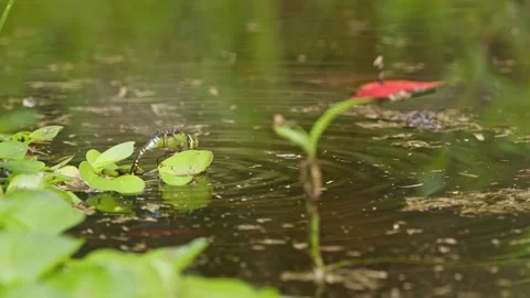 Dragonfly Laying Eggs in a Pond. Stock Footage 271114489