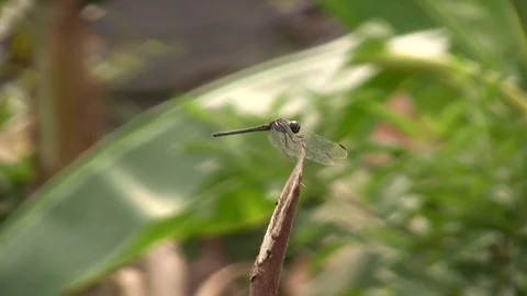 Dragonfly on a leaf in Africa Stock Footage 89363494