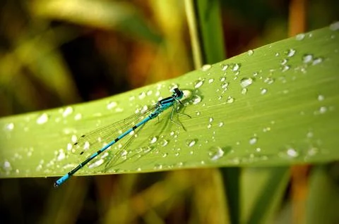 Dragonfly on a leaf after rain Stock Photos