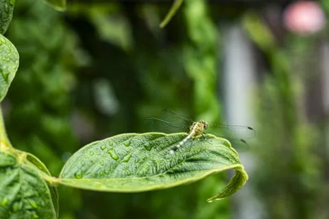 Dragonfly On A Leaf After Rain Stock Photos