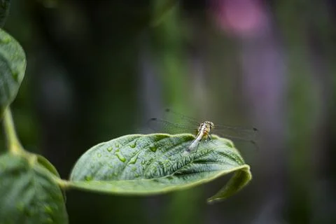 Dragonfly On A Leaf After Rain Stock Photos