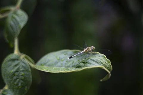 Dragonfly On A Leaf After Rain Stock Photos