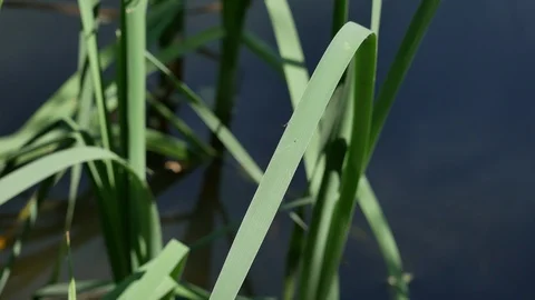 Dragonfly on a leaf against the background of water. 스톡 동영상 116708149