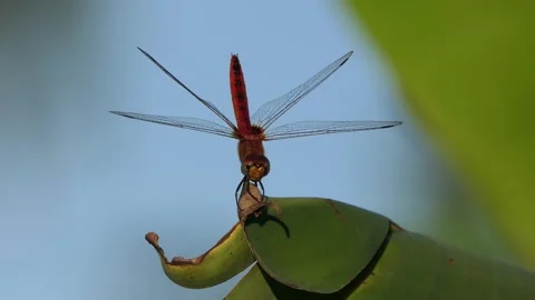 Dragonfly on a leaf and ready to fly Stock Footage 190840043
