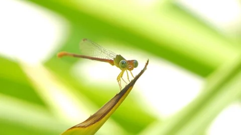 Dragonfly on leaf in backyard at summer. Stock Footage 110794160