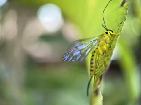 Dragonfly on the leaf with blurred background Stock Photos
