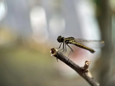 Dragonfly on the leaf with blurred background Stock Photos
