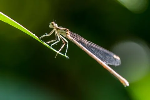 Dragonfly on a leaf with blurred green background Stock Photos