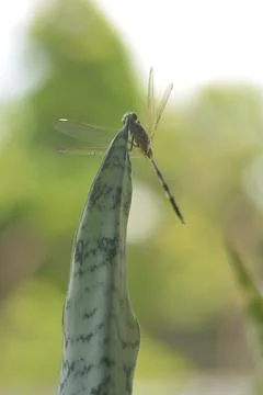 Dragonfly on leaf with bright soft background and natural bokeh Stock Photos
