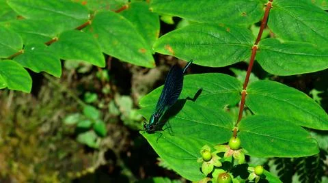 Dragonfly on a leaf in the bush Stock Photos