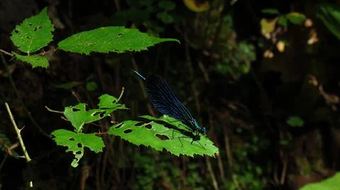 Dragonfly on a leaf in the bush Stock-Fotos