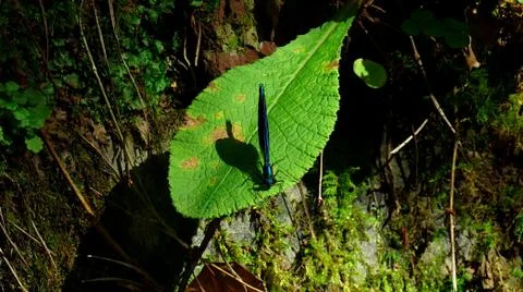 Dragonfly on a leaf in the bush Stock Photos