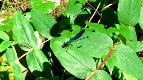 Dragonfly on a leaf in the bush Stock Photos