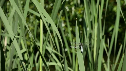 Dragonfly on a leaf of a cane. Stock Footage 116711985