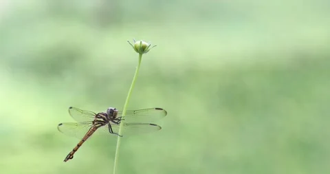 Dragonfly on leaf close up Stock Footage 297854707