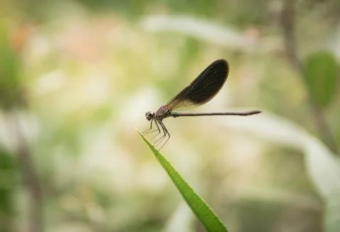 Dragonfly on leaf close up Stock Photos