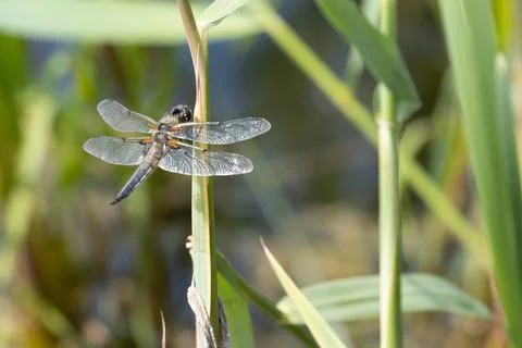 Dragonfly on a leaf close-up Stock Photos