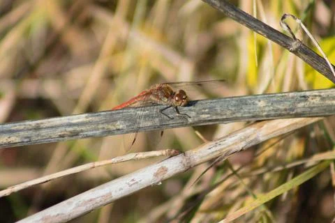 Dragonfly on a leaf closeup view with blurred background Foto stock
