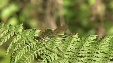 Dragonfly on leaf Stock Footage 273196