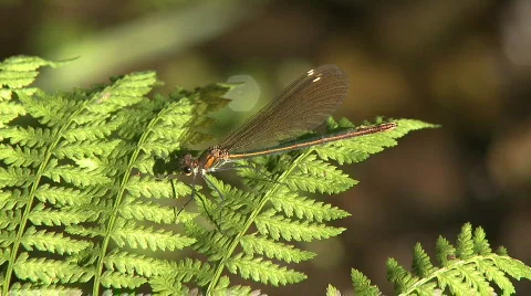 Dragonfly on leaf Video stock 286828