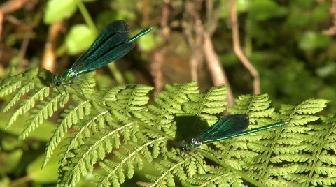 Dragonfly on leaf Video stock 347624