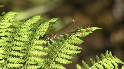 Dragonfly on leaf Stock Footage 521936