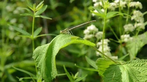 Dragonfly on a leaf. Stock Footage 51257088