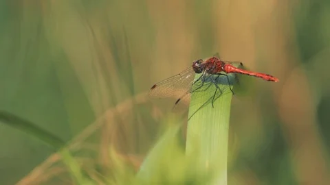 Dragonfly on a leaf 스톡 동영상 83641528