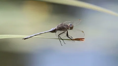Dragonfly on a leaf Stock Footage 90520217