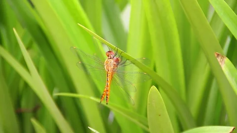 Dragonfly on a leaf 库存影片 100176823