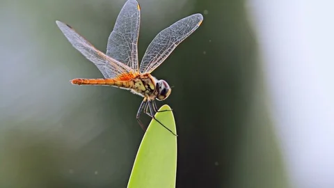 Dragonfly on a leaf 库存影片 109587159