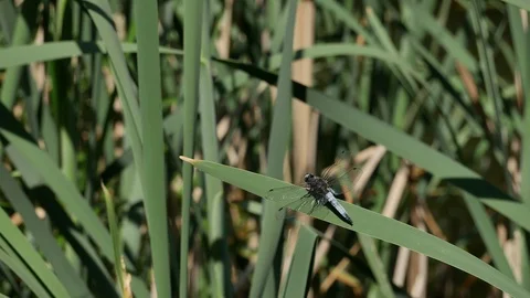 Dragonfly on a leaf. Video stock 116708212