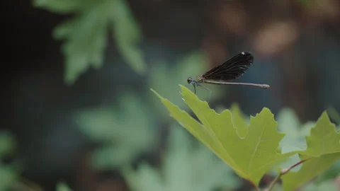 A dragonfly on a leaf Vídeos de archivo 250350621