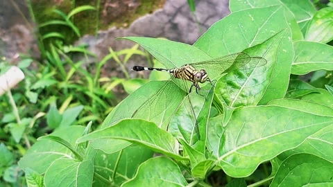 Dragonfly on a leaf Video stock 304464113