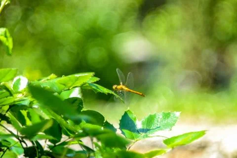 Dragonfly on leaf in forest 스톡 사진