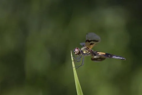 Dragonfly on a leaf, Indonesia Stock Photos