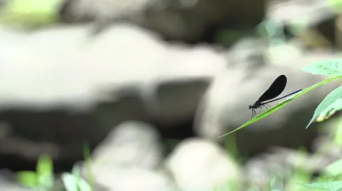 Dragonfly on a Leaf - Justified Right 動画素材 53091827