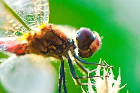 Dragonfly on a leaf macro Stock Photos