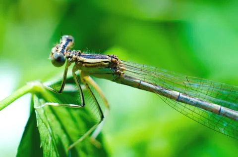 Dragonfly on a leaf macro Stock Photos