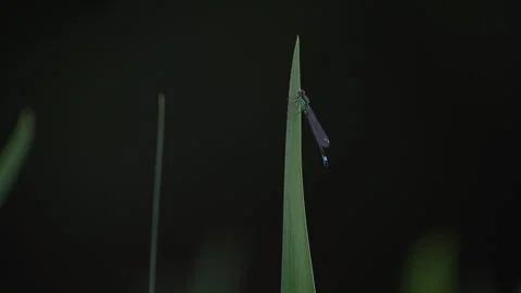 Dragonfly on a leaf moved by the wind near a river, close up, 4K Stock Footage 319955554